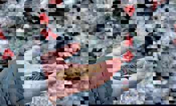 Consumptiemunten Intratuin Kerstmis